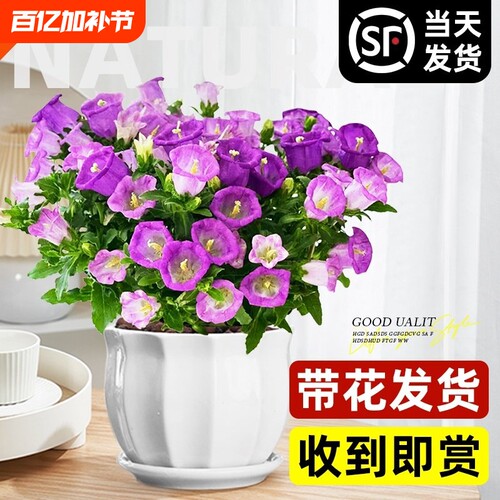 风铃花盆栽带花苞大花风铃草酒杯阳台鲜花绿植紫色风铃花苗室内