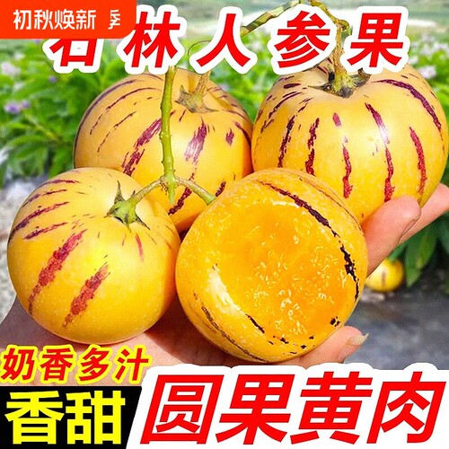 真树熟人参果云南石林新鲜水果七彩黄肉圆果清甜多汁娃娃果包邮