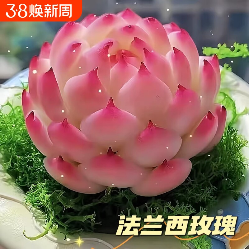 法兰西玫瑰多肉植物群生组合治愈办公桌面新年礼物侧影防辐射好养