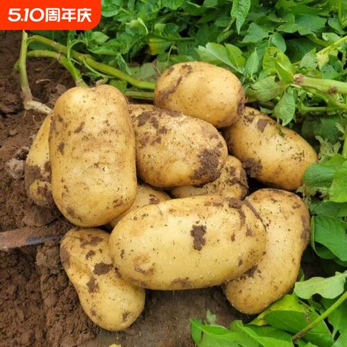 正宗贵州威宁土豆黄皮黄心洋芋大个马铃薯现挖整箱农家新鲜批发价