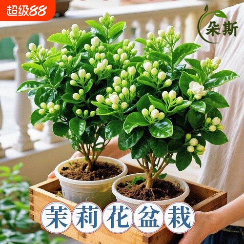 茉莉花盆栽树苗阳台鲜花卉植物重瓣带花苞绿植室内花苗办公室客厅