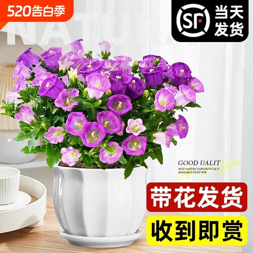 风铃花盆栽带花苞风铃草酒杯阳台鲜花绿植紫色风铃花苗室内重瓣