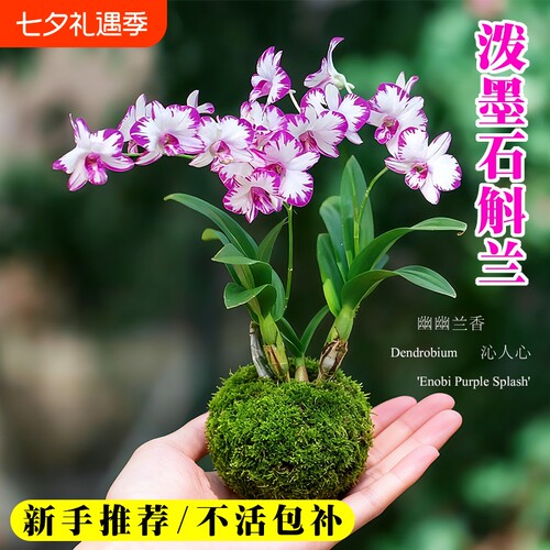白泼墨秋石斛兰花苗带花苞室内