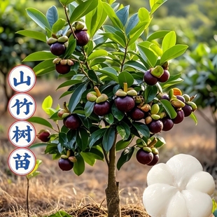 山竹树苗盆栽正宗无核山竹四季庭院盆栽地栽当年结果树苗多规格
