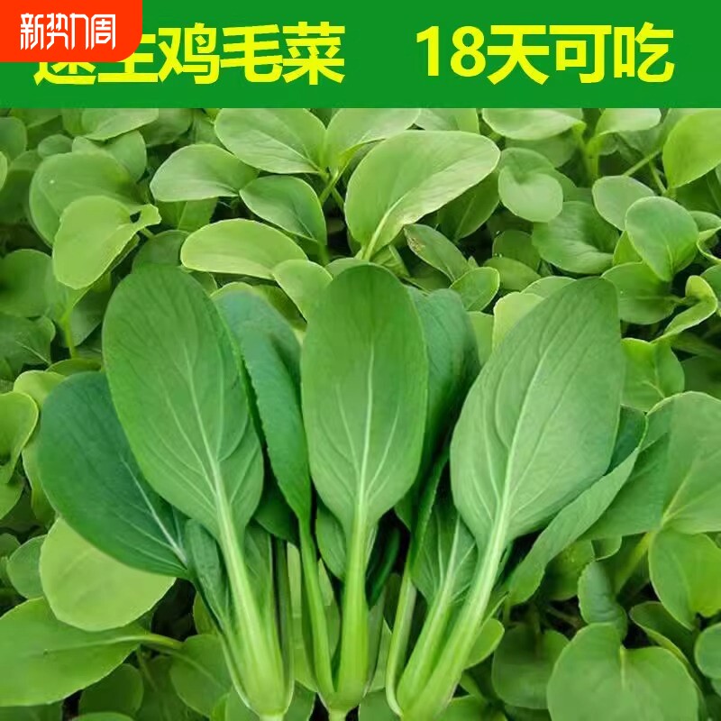 四季鸡毛菜种子上海青小青菜蔬菜大全菠菜丝瓜豌豆三叉玉米种植