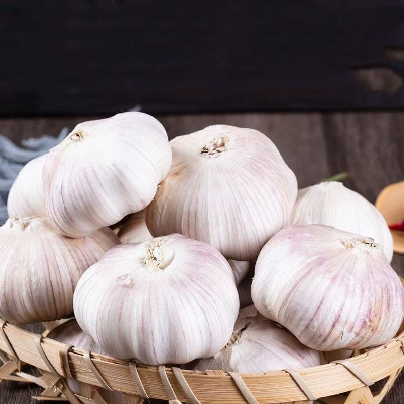 有机蒜头大粒散装非大棚精选露天