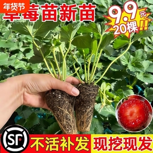 草莓苗四季结果盆栽地栽丹东99奶油红颜草莓秧真红可食用阳台原生