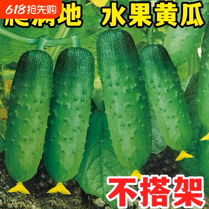 满地爬黄瓜种子春秋四季黄瓜种籽旱青瓜阳台盆栽蔬菜种孑大全