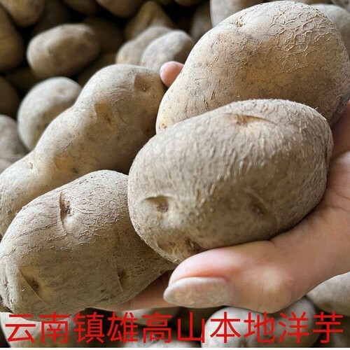 云南昭通特产本地老品种黄心