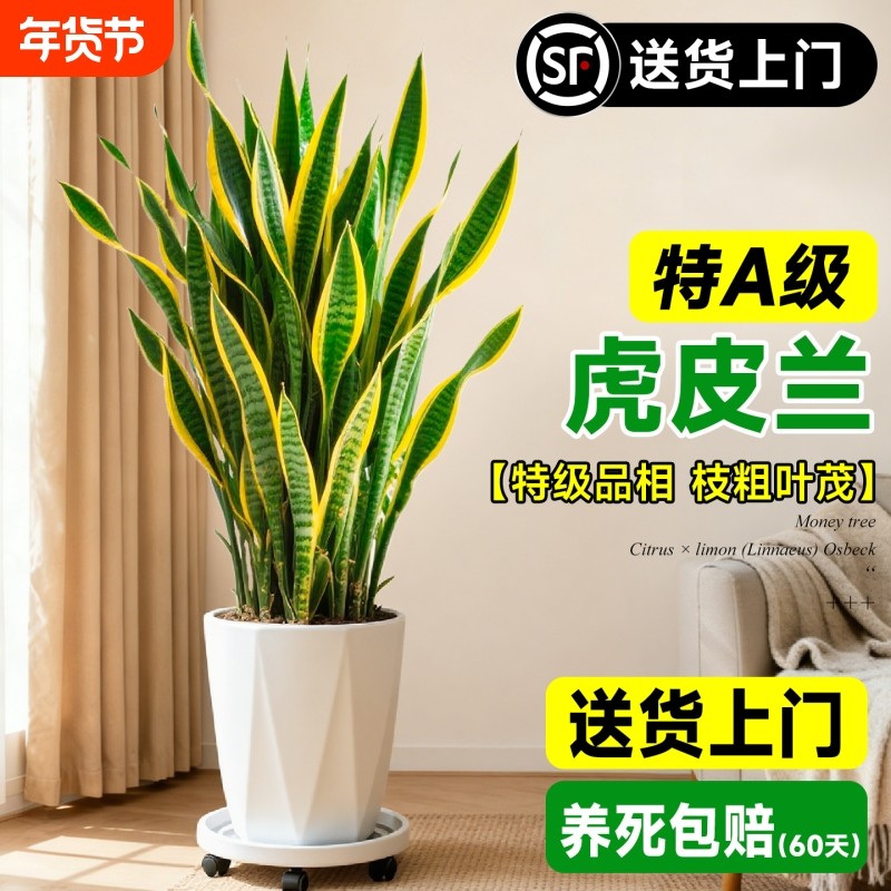 虎皮兰绿植客厅大型盆栽新房室内除甲醛净化空气办公室四季好养活