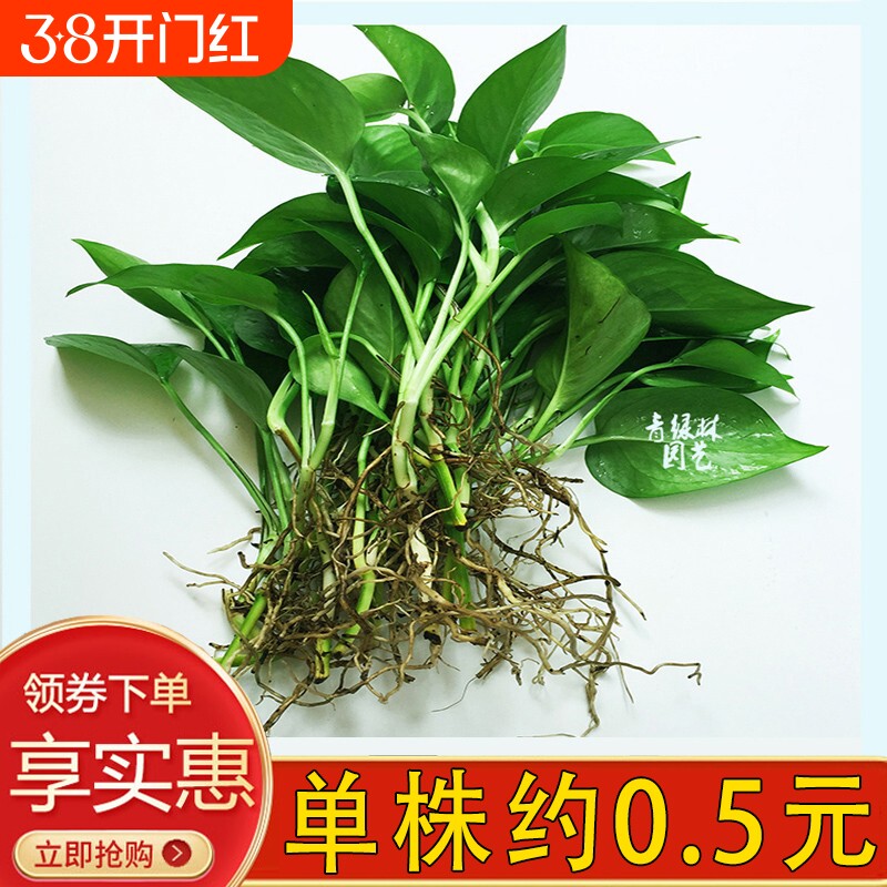 水培绿萝裸根水养绿植物大叶绿箩花卉发财树白吉利红掌富贵竹吊