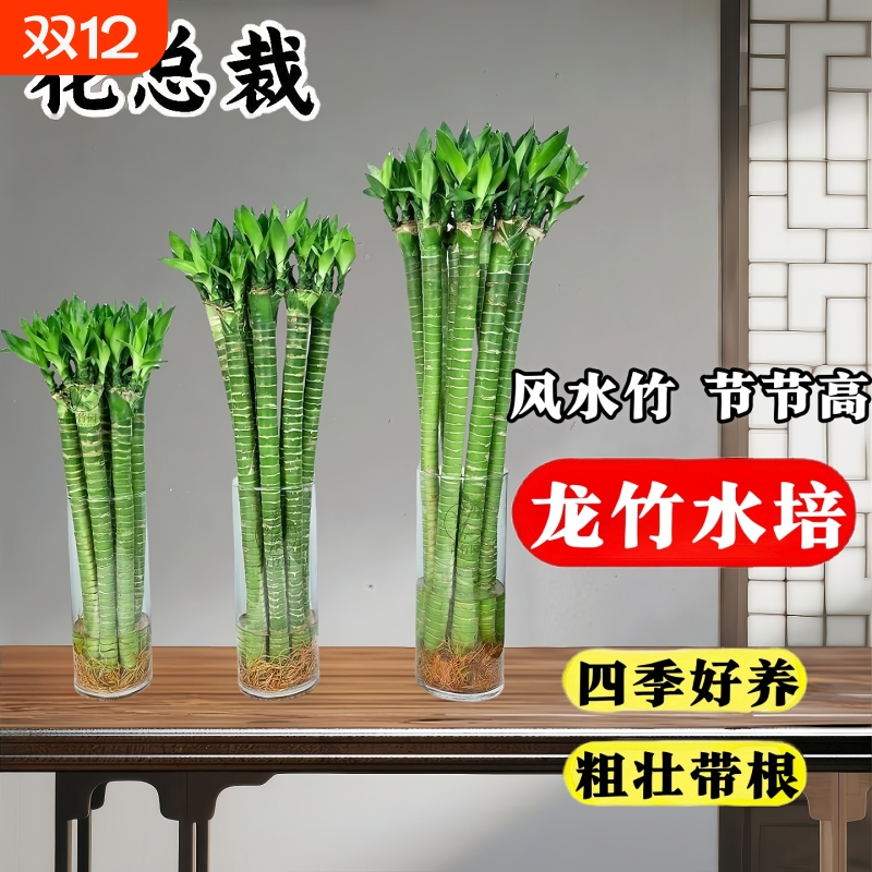 带根文昌竹龙竹富贵竹水培植物