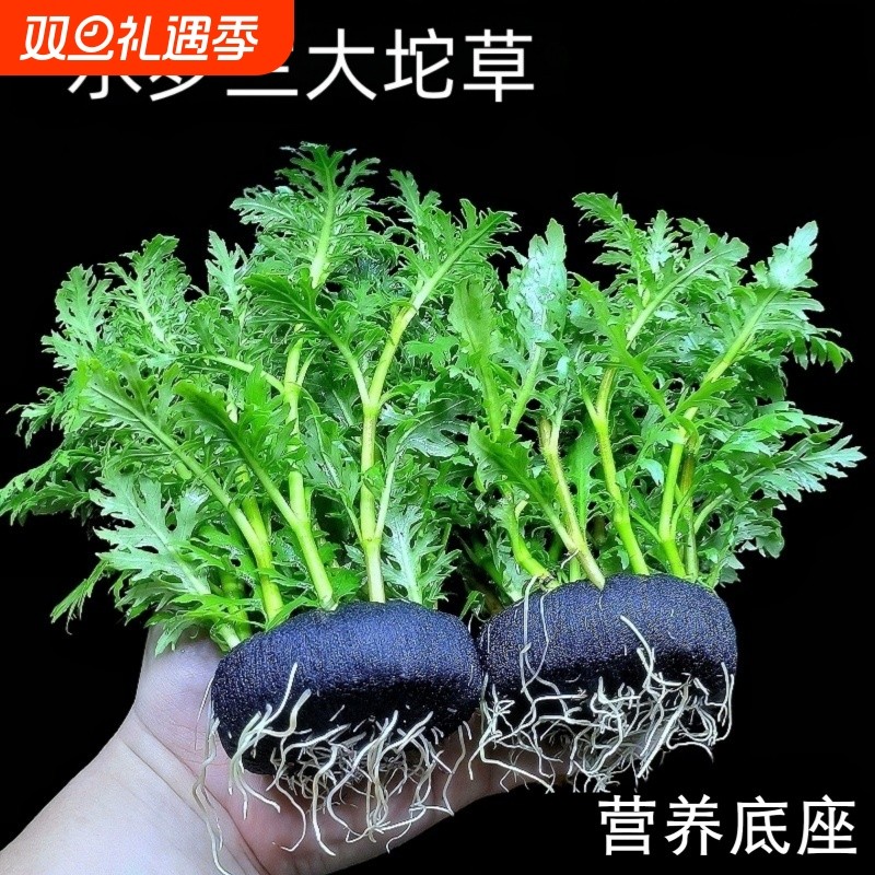 新手懒人好养易活净水增氧水罗兰坨草鱼缸造景真水草带坨植物阴性