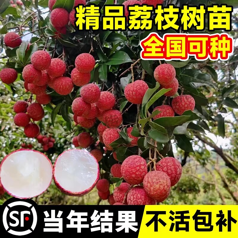特大号荔枝树苗嫁接果树苗无核桂味庭院盆栽南北方四季种植水果苗