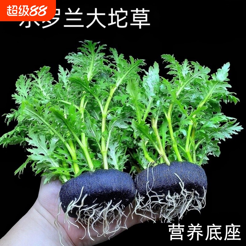 DIY植物水罗兰坨草鱼缸造景真水草阴性新手懒人生态造景净水增氧