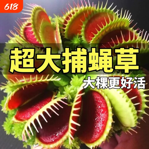 捕蝇草盆栽猪笼草驱蚊植物