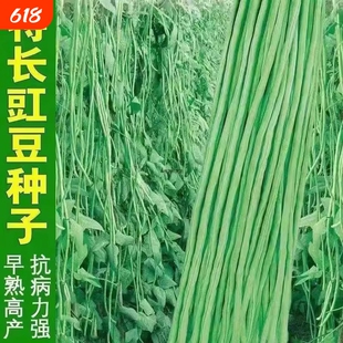 高产长豆角种子四号豆角四季豆耐热摘不败蔬菜种子芸豆豆种九粒