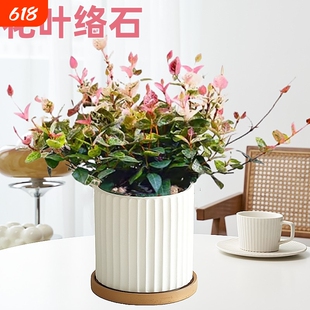 花叶络石四季花卉盆栽彩络叶吊篮阳台爬藤苗绿植植物垂吊郁金香