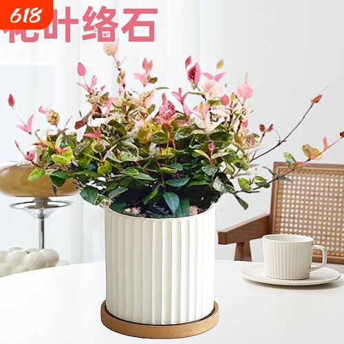 花叶络石四季花卉盆栽彩络叶吊篮阳台爬藤苗绿植植物垂吊郁金香