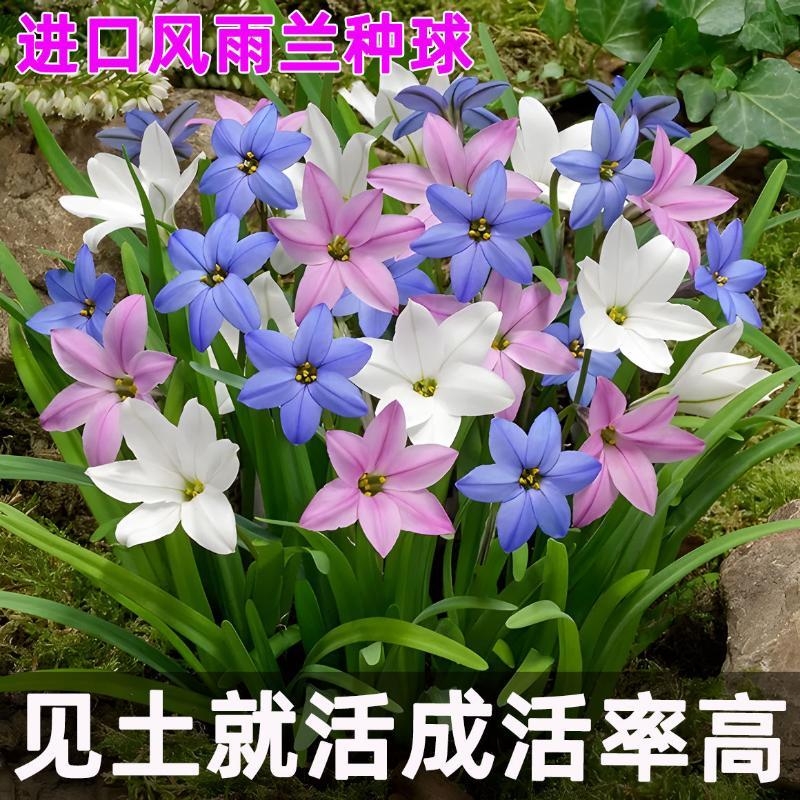 风雨兰种球花苗耐旱植物室内庭院盆栽四季开花好养胖丽丽耐热耐寒