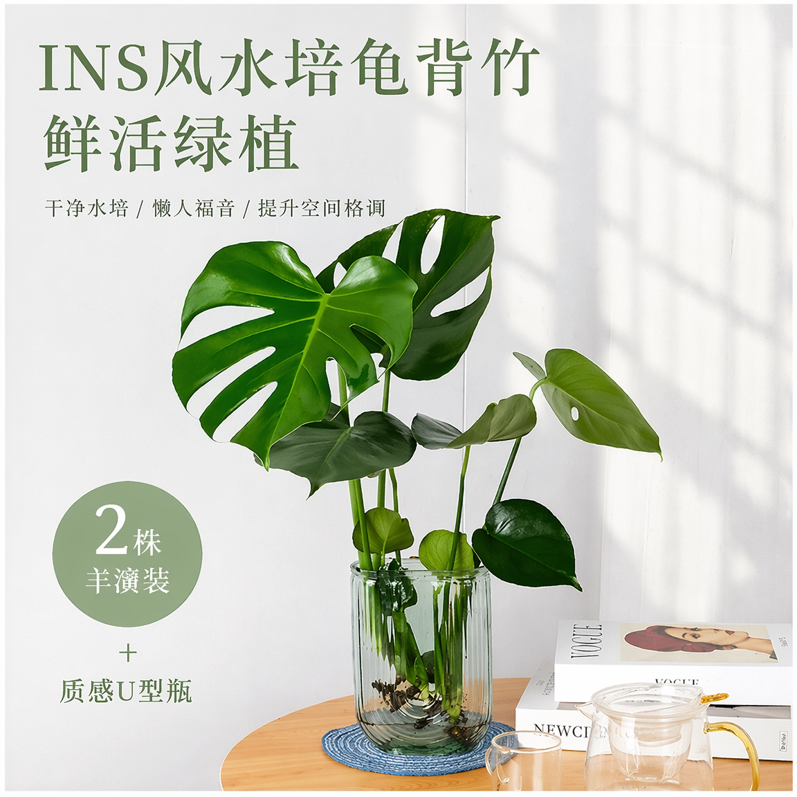水培龟背竹带根大叶室内植物图片