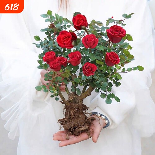 玫瑰桩苗四季开花浓香型玫瑰花苗盆栽地栽月季老桩苗庭院紫罗兰