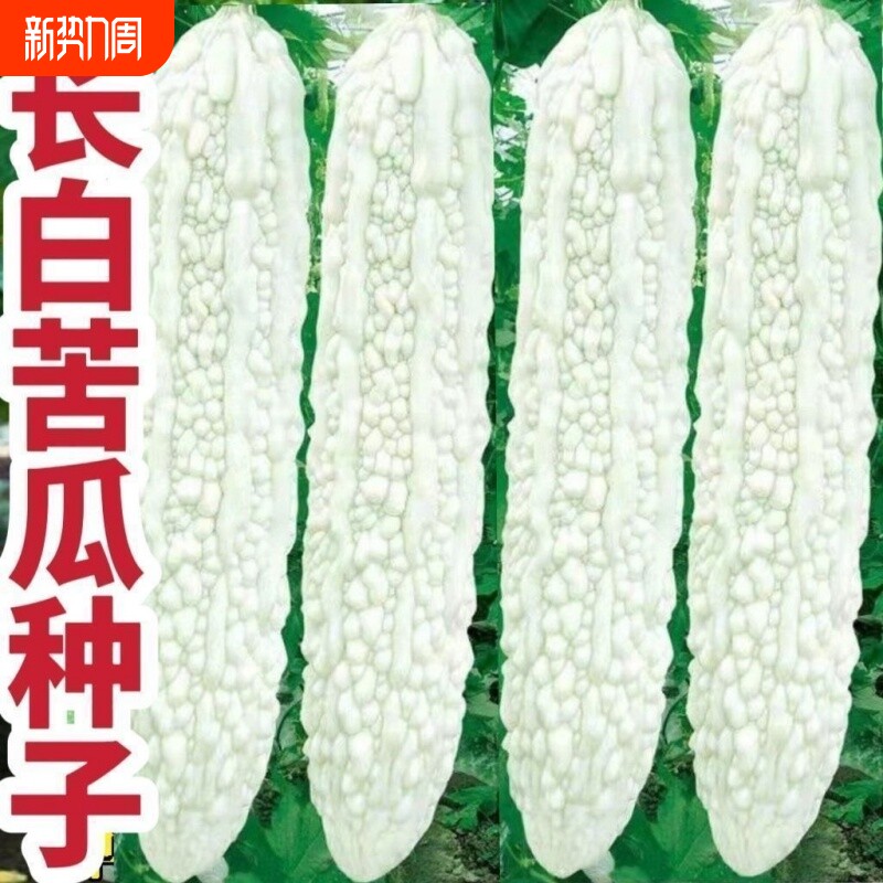 四季高产长白大白苦瓜种子超大型抗病耐热阳台庭院蔬菜种子播种