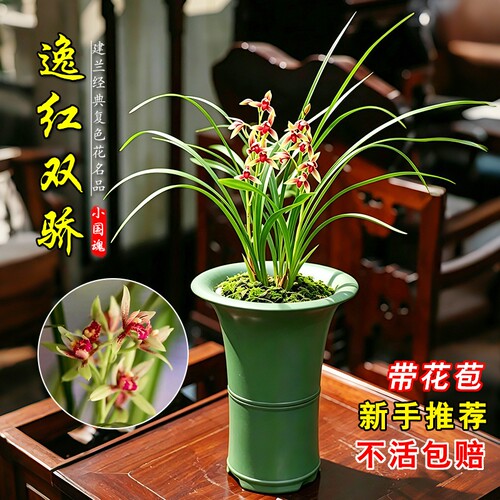 建兰小国魂带花苞逸红兰花苗室内好养浓香盆栽花卉绿植物水培客厅
