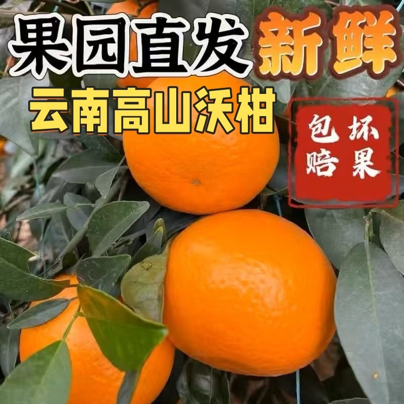 【鲜鲜至上】正宗云南宾川沃柑哀牢山新鲜应季水果现摘桔子橘子