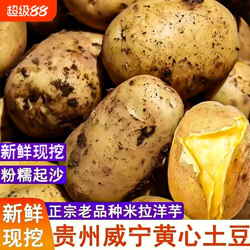 2026年贵州威宁新鲜黄皮黄心土豆沙面洋芋高山马铃薯农家自种蔬菜