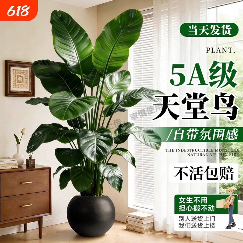 天堂鸟绿植盆栽室内大型植物净化空气吸甲醛客厅四季好养居家大叶
