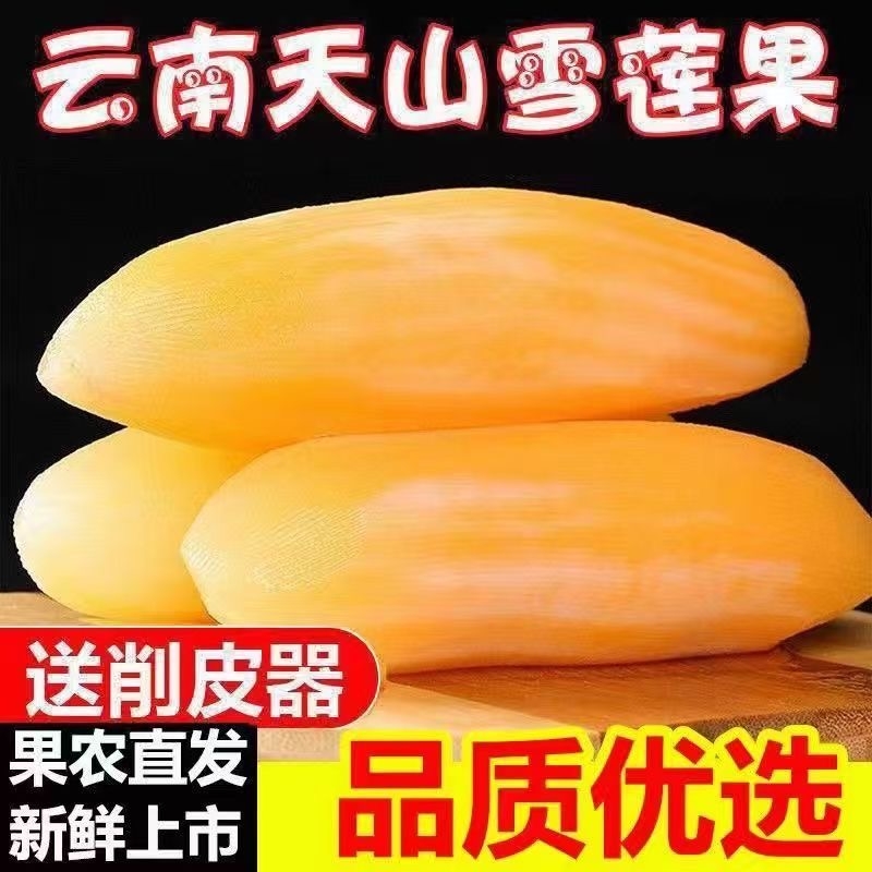 【优选】现货云南天山雪莲果新鲜水果当季高山红泥黄心雪连果脆甜
