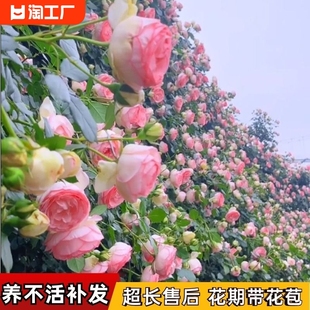 开花浓香 盆栽特大1.6米花苗爬藤阳台蔷薇四季 花灌木月季 藤本月季