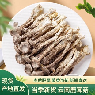 云南鹿茸菇干货批发特产级鹿茸菌新鲜非野生菌菇类商用5斤煲汤