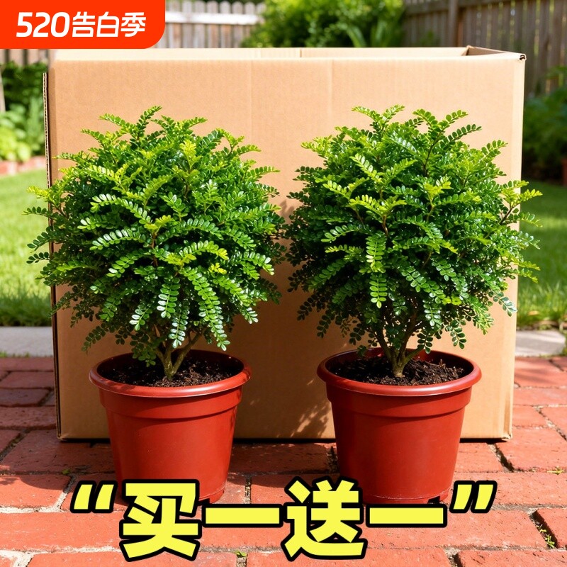 正宗清香胡椒木盆栽绿植物室内外花卉树苗老桩盆景驱蚊易活九里香