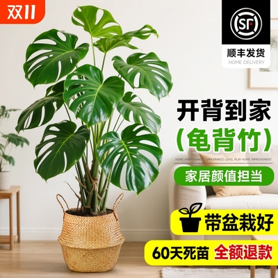 龟背竹客厅大盆栽老桩大型绿植