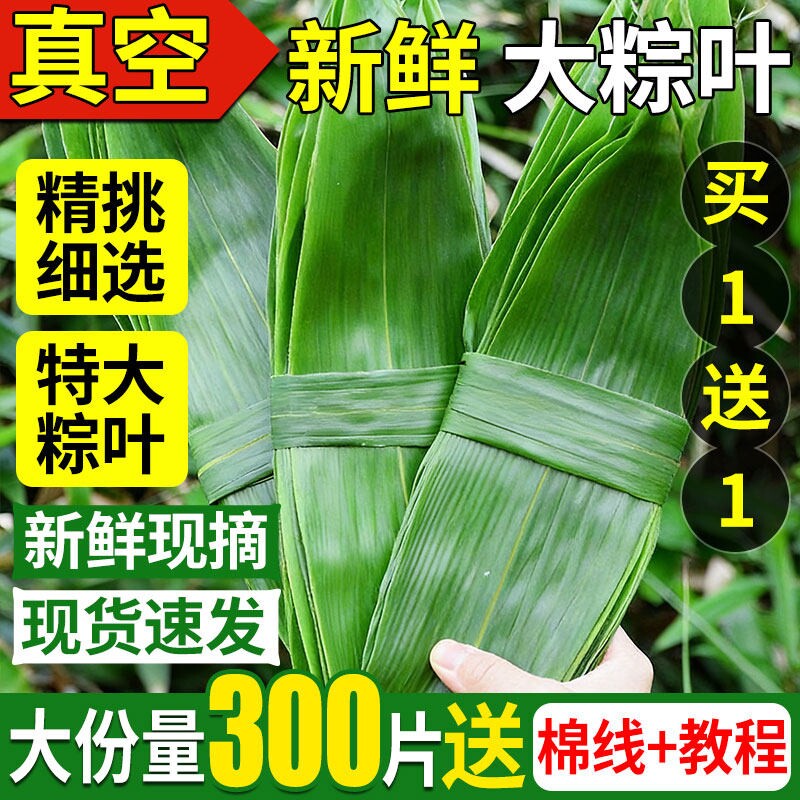 粽子叶棕叶新鲜大号包粽子专用的叶子商用批发干粽叶大现摘鲜粽叶