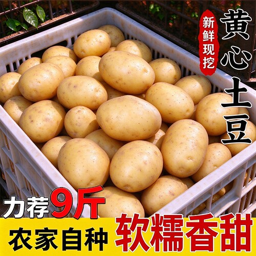 新鲜黄心土豆农家自种马铃薯