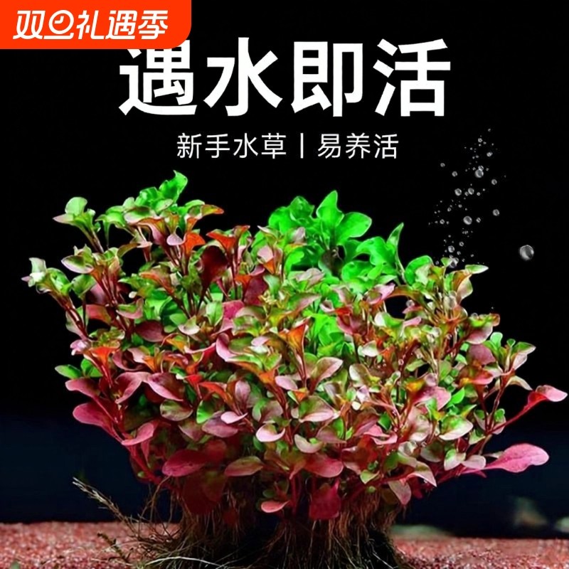 红波水草沉底植物好养鱼缸造景阴性增氧水培植物浮萍定植火焰套餐