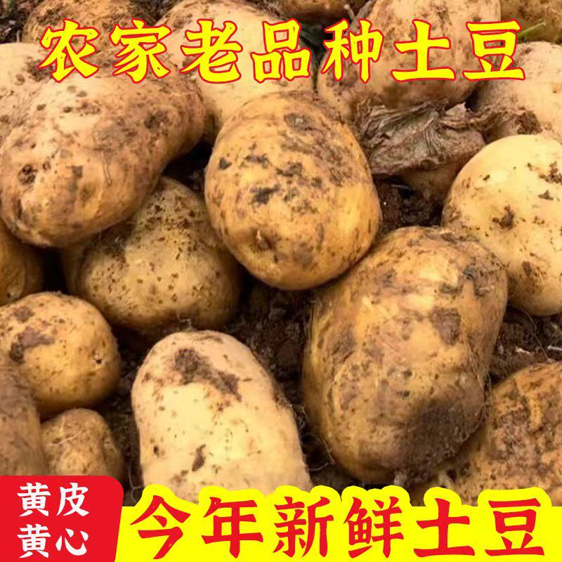 贵州农家新鲜土豆马铃薯洋番芋自种山洋芋地蛋洋芋头 包邮