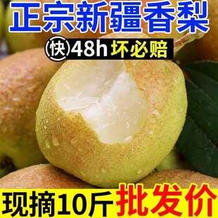 正宗新疆香梨新鲜水果爆甜梨子梨源自库尔勒杂交品种红香酥梨批发