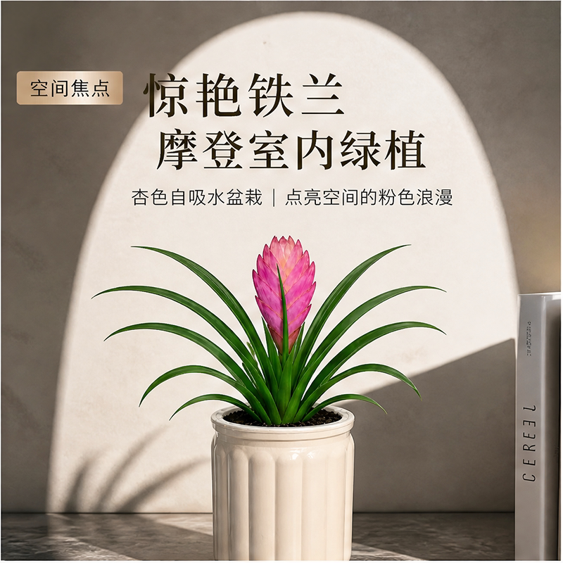铁兰花盆栽紫色花卉带花苞绿植图片