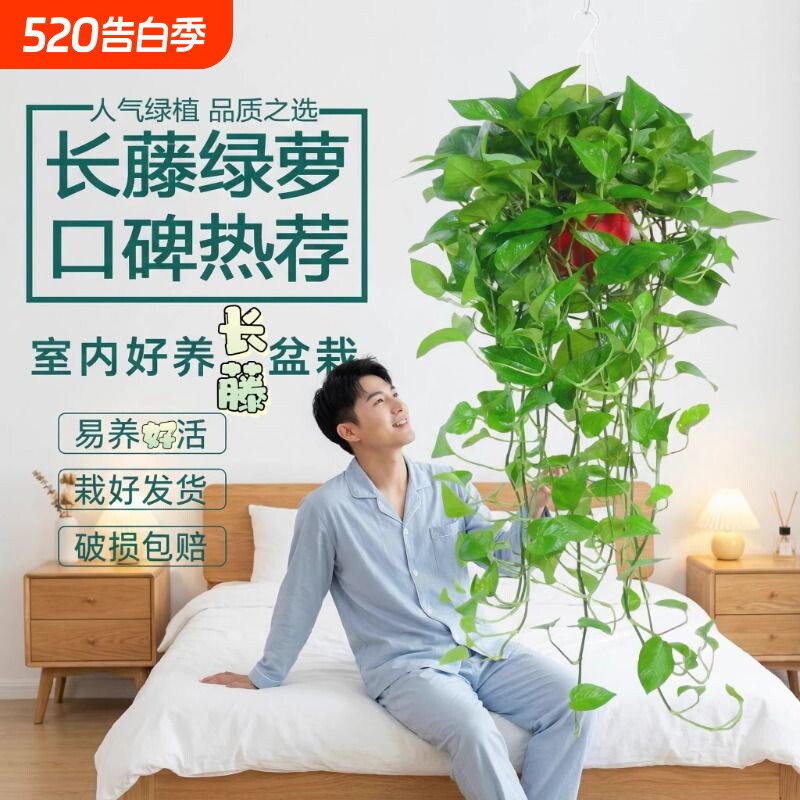长藤大盆绿萝花卉绿植盆栽植物大叶绿箩办公桌室内客厅四季常绿