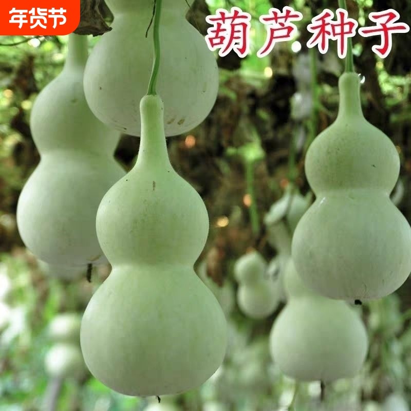 高产中号葫芦种子葫芦种籽八宝葫芦瓢可食用春秋四季阳台盆栽种子
