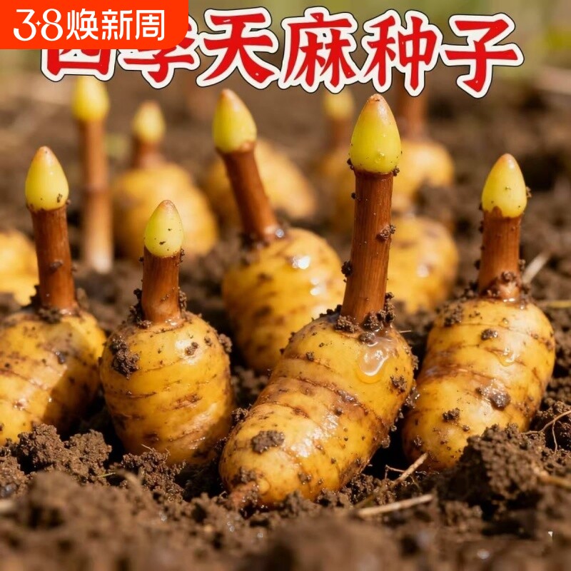 名贵中药材天麻种子好种植秋冬种植高产蔬菜种高发芽率种植-WZN