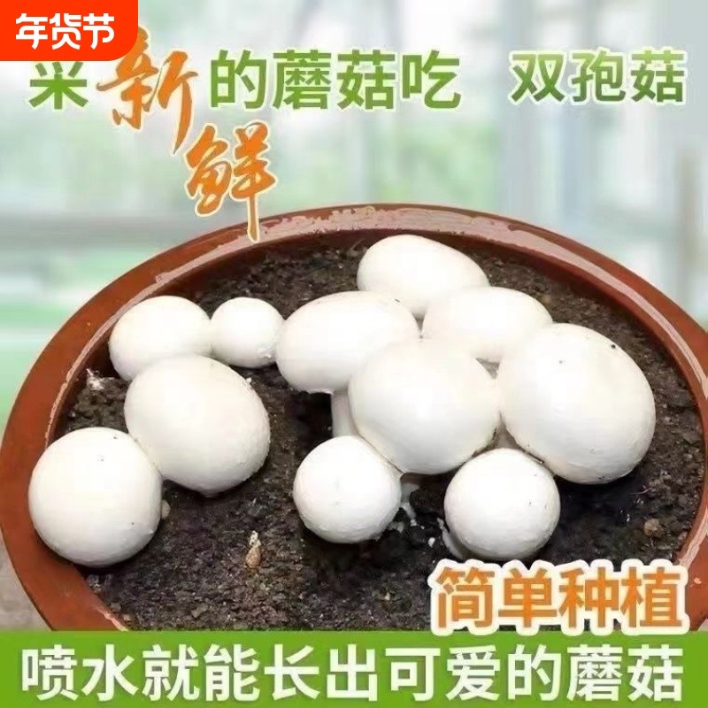 白蘑菇菌种食用菌菌种包室内盆栽阳台盆景家庭四季种植双孢菇用品