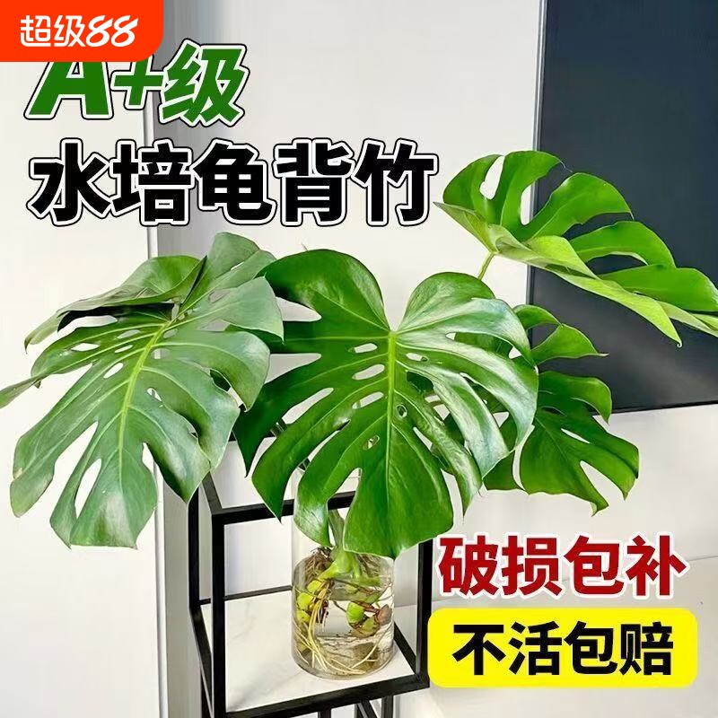 龟背竹盆栽水培植物春羽室内好养绿植物大叶天堂鸟老桩客厅吸甲醛图片
