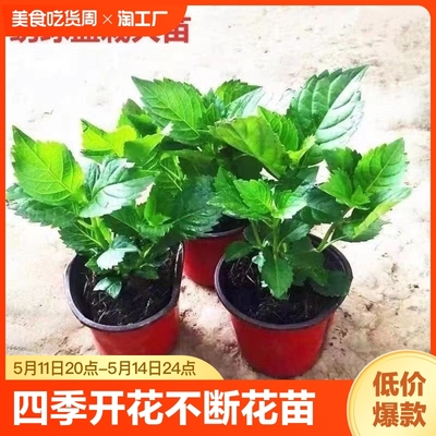 绣球花苗老桩无尽夏盆栽花卉四季开花室内花阳台观花庭院植物魔幻