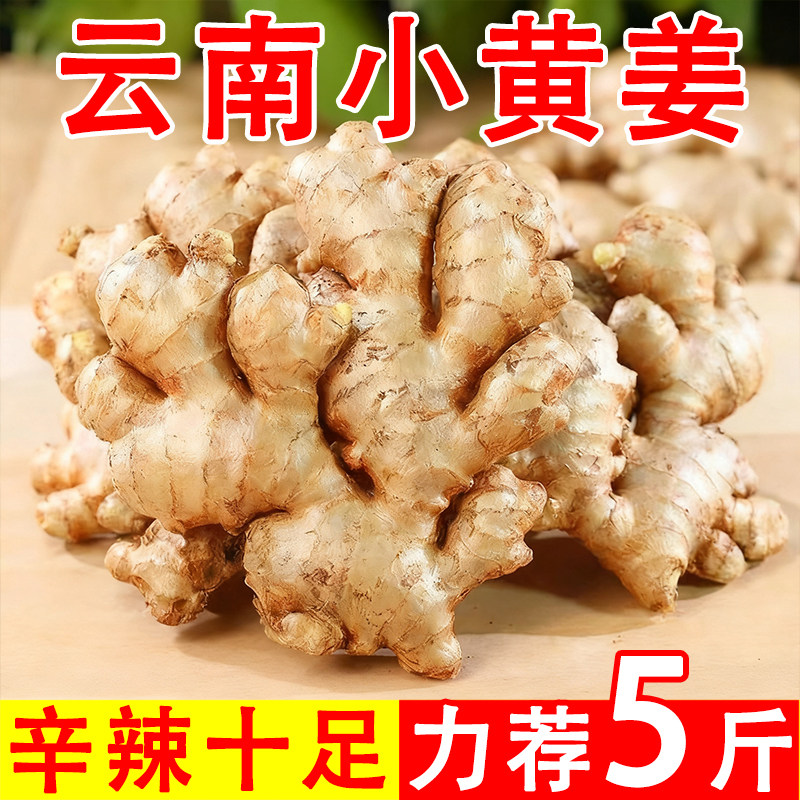 现挖正宗云南小黄姜辛辣十足