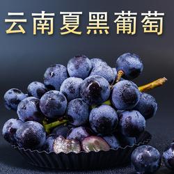 【现货】云南夏黑葡萄无籽新鲜提子水果5斤整箱黑提萄葡巨峰包邮